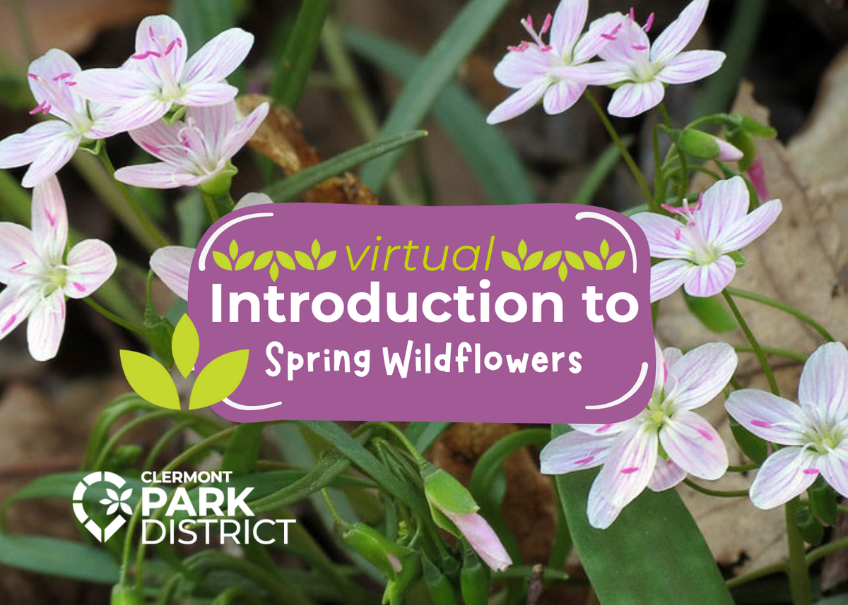 background of spring beauty flowers (white with pink veins and pollen) with a purple text box that says: virtual introduction to spring wildflowers